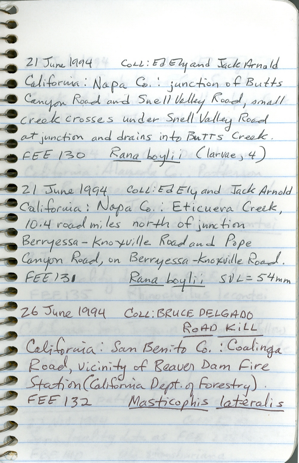 Masticophis lateralis lateralis image