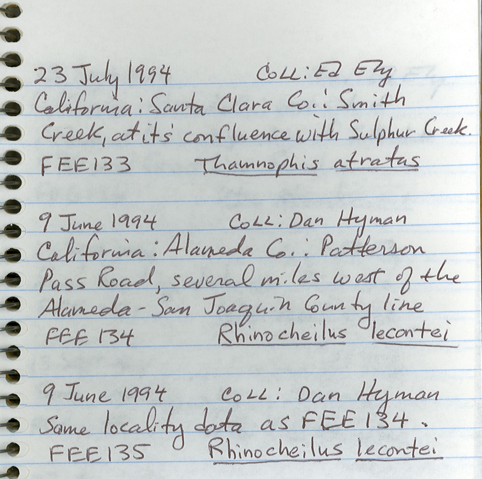 Thamnophis atratus atratus image