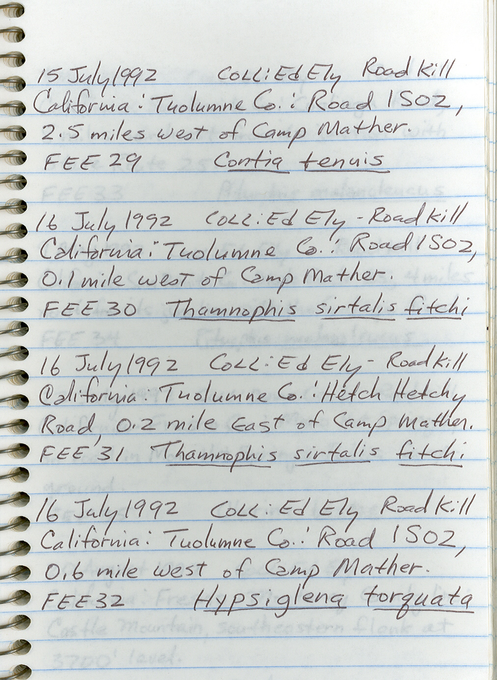 Hypsiglena torquata nuchalata image