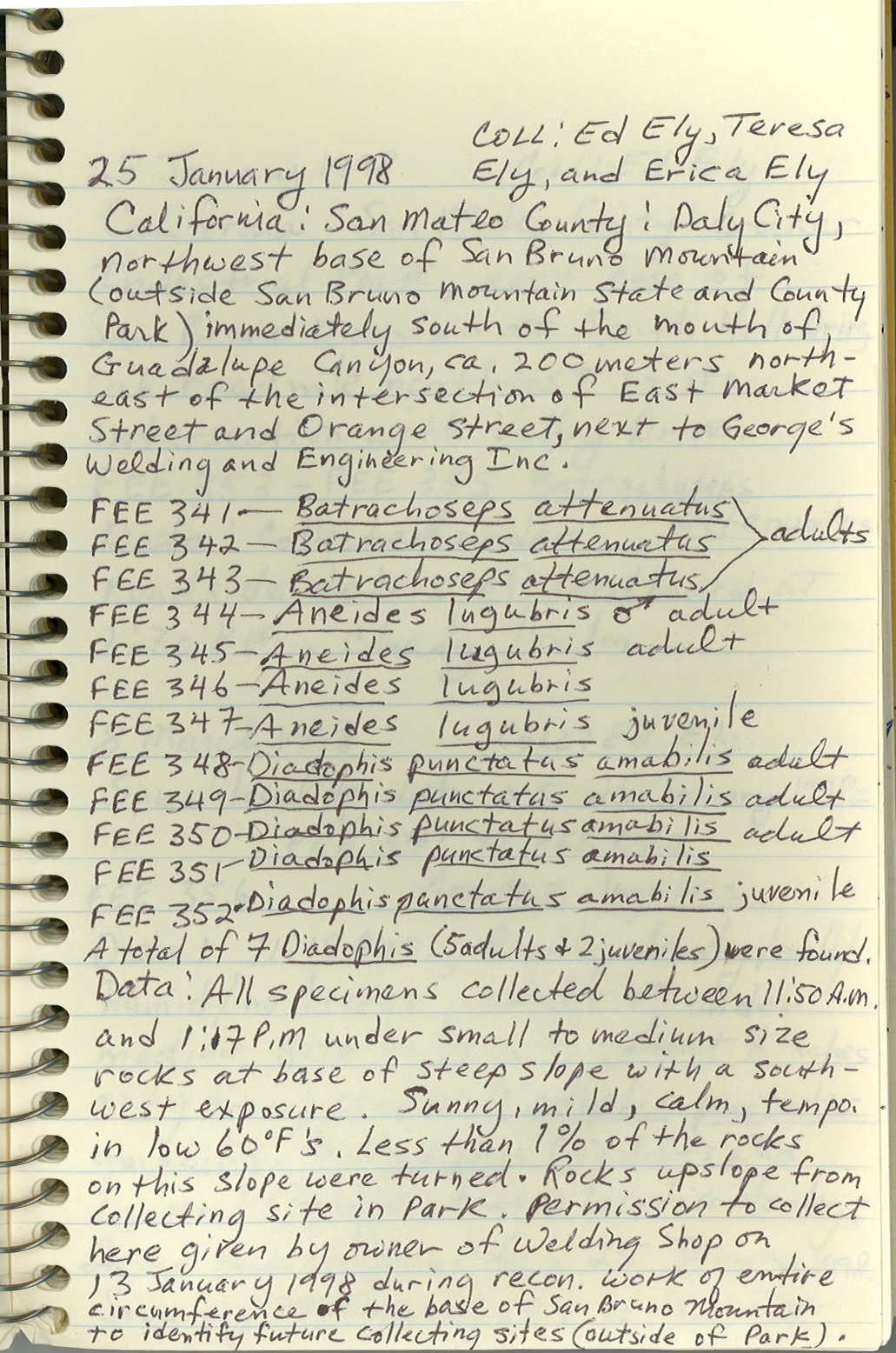 Diadophis punctatus amabilis image