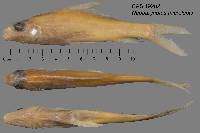 Neobarynotus microlepis image