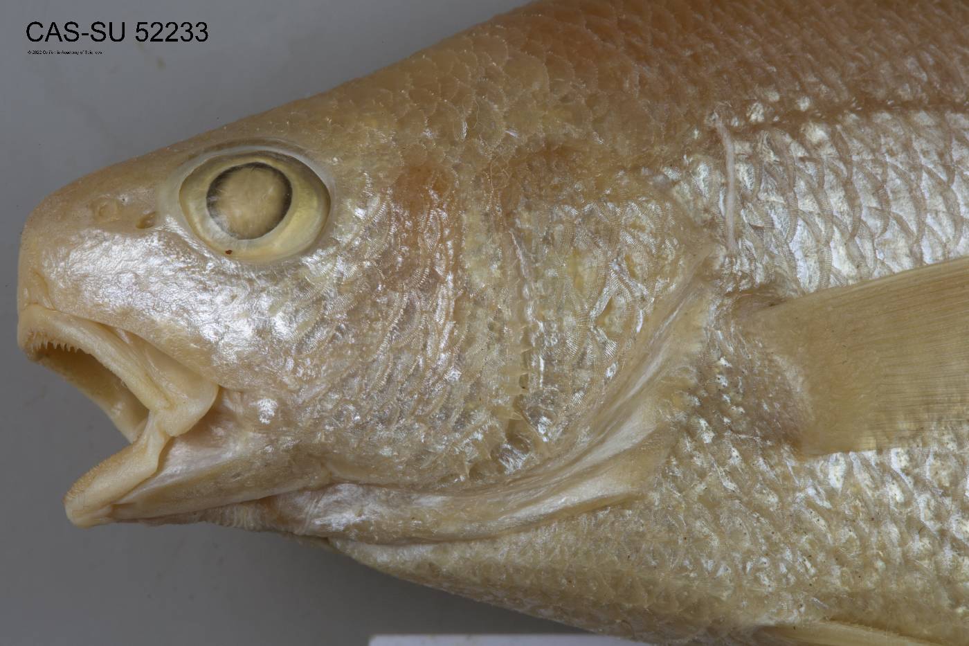 Ophioscion punctatissimus image