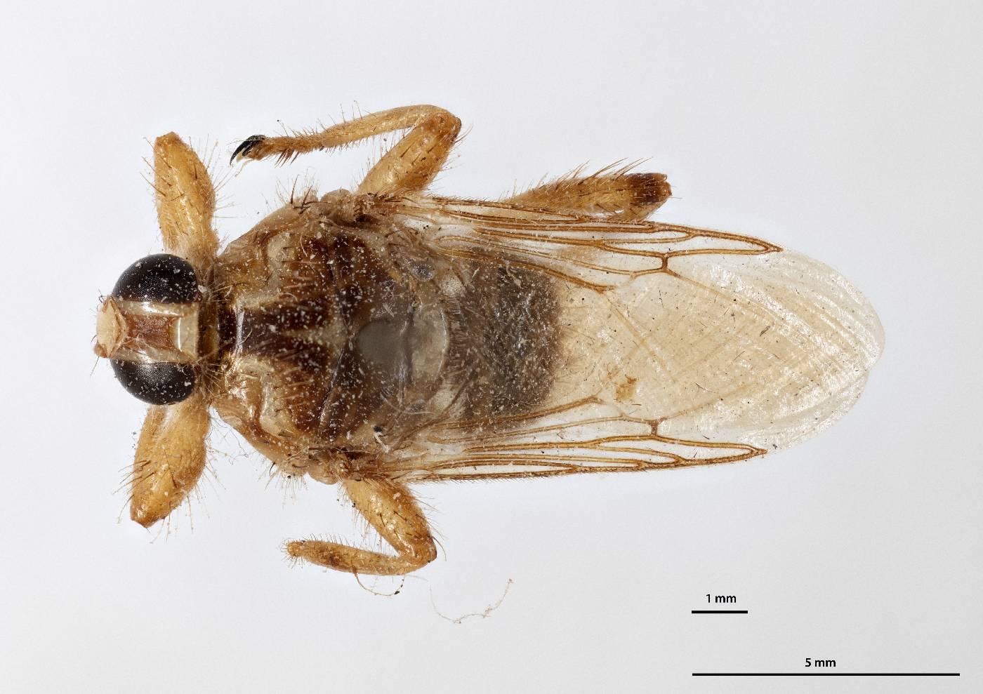 Hippobosca longipennis image