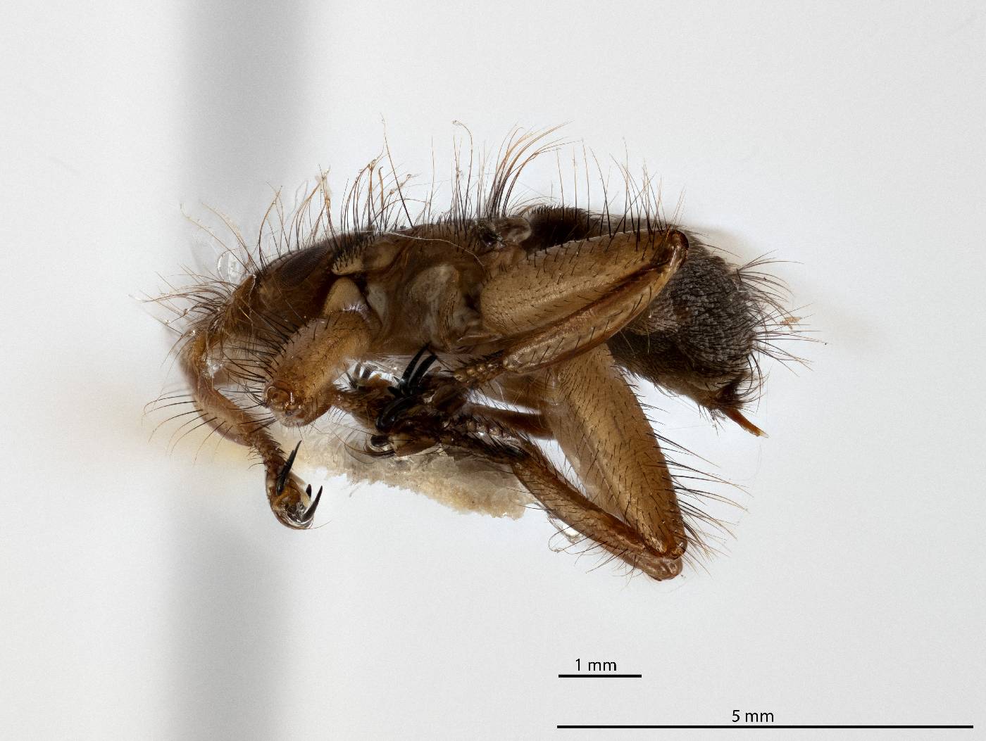 Crataerina acutipennis image