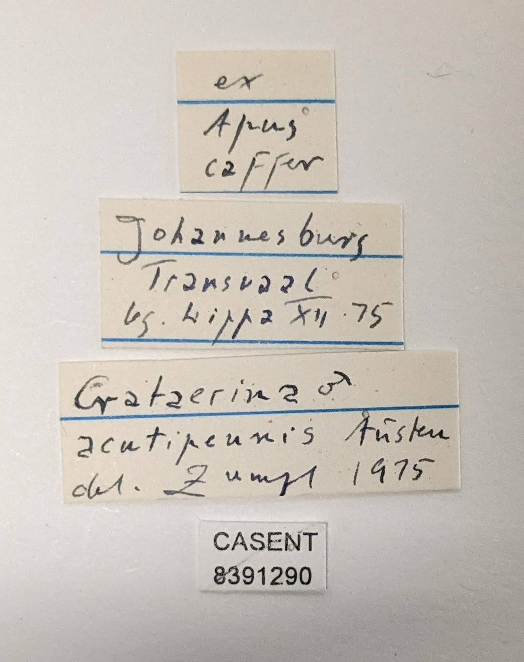 Crataerina acutipennis image