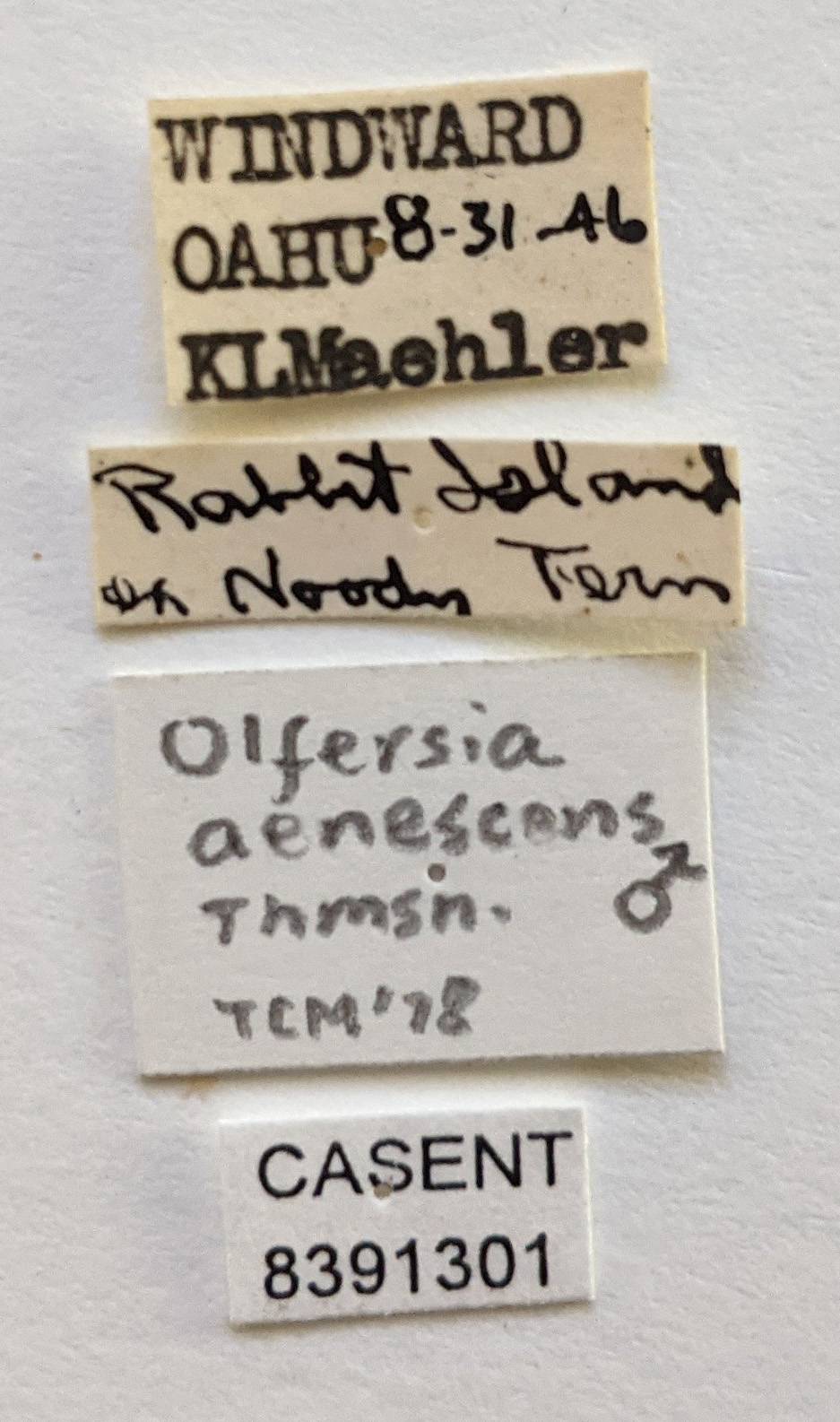 Olfersia aenescens image