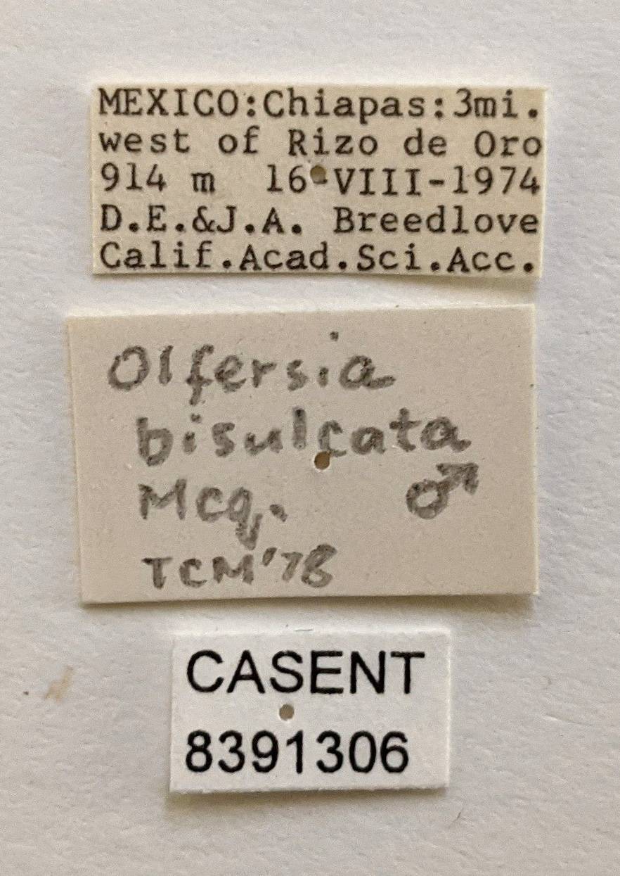 Olfersia bisulcata image