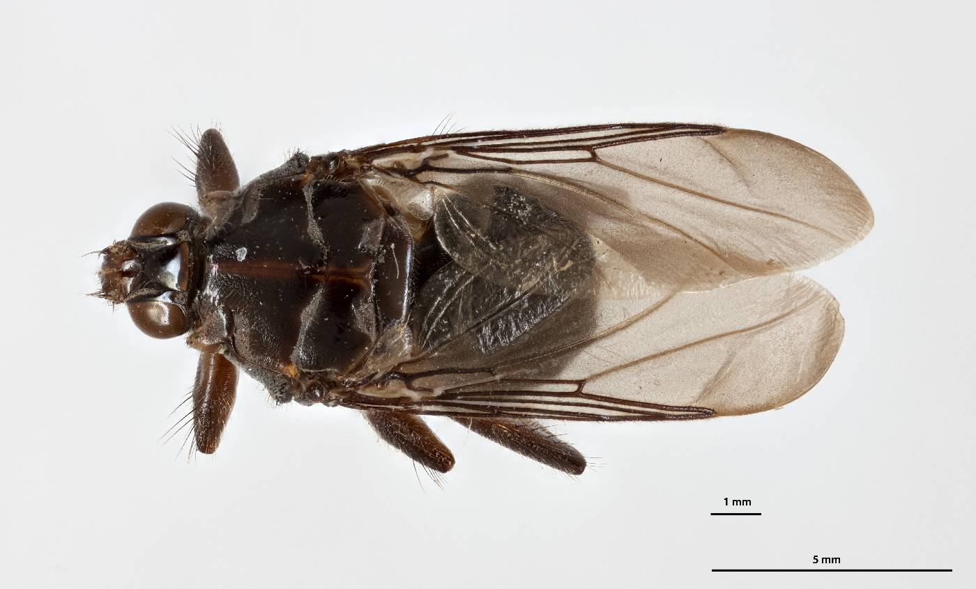 Olfersia fossulata image