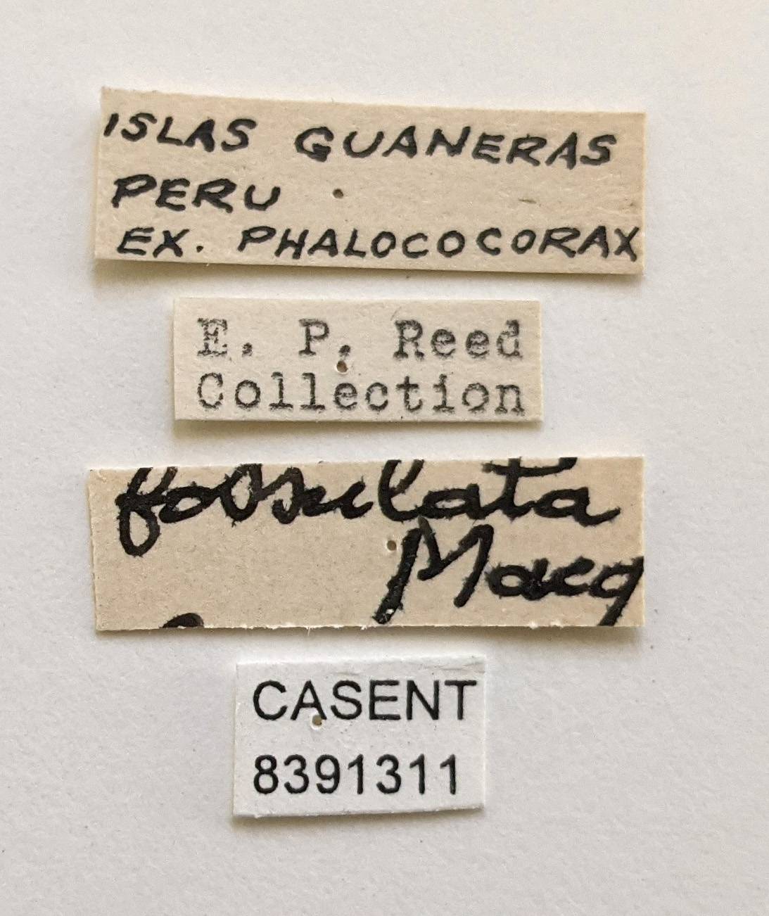 Olfersia fossulata image