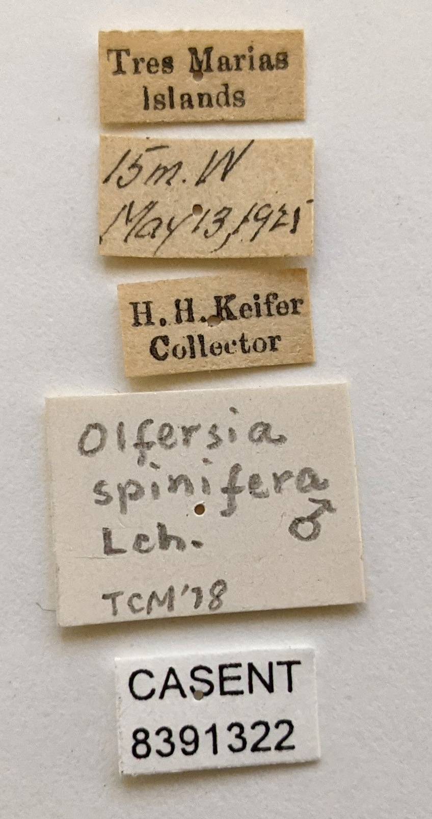 Olfersia spinifera image