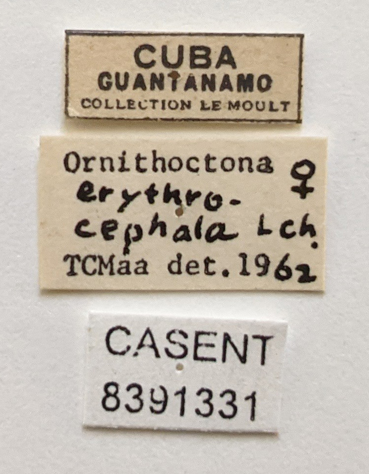 Ornithoctona erythrocephala image