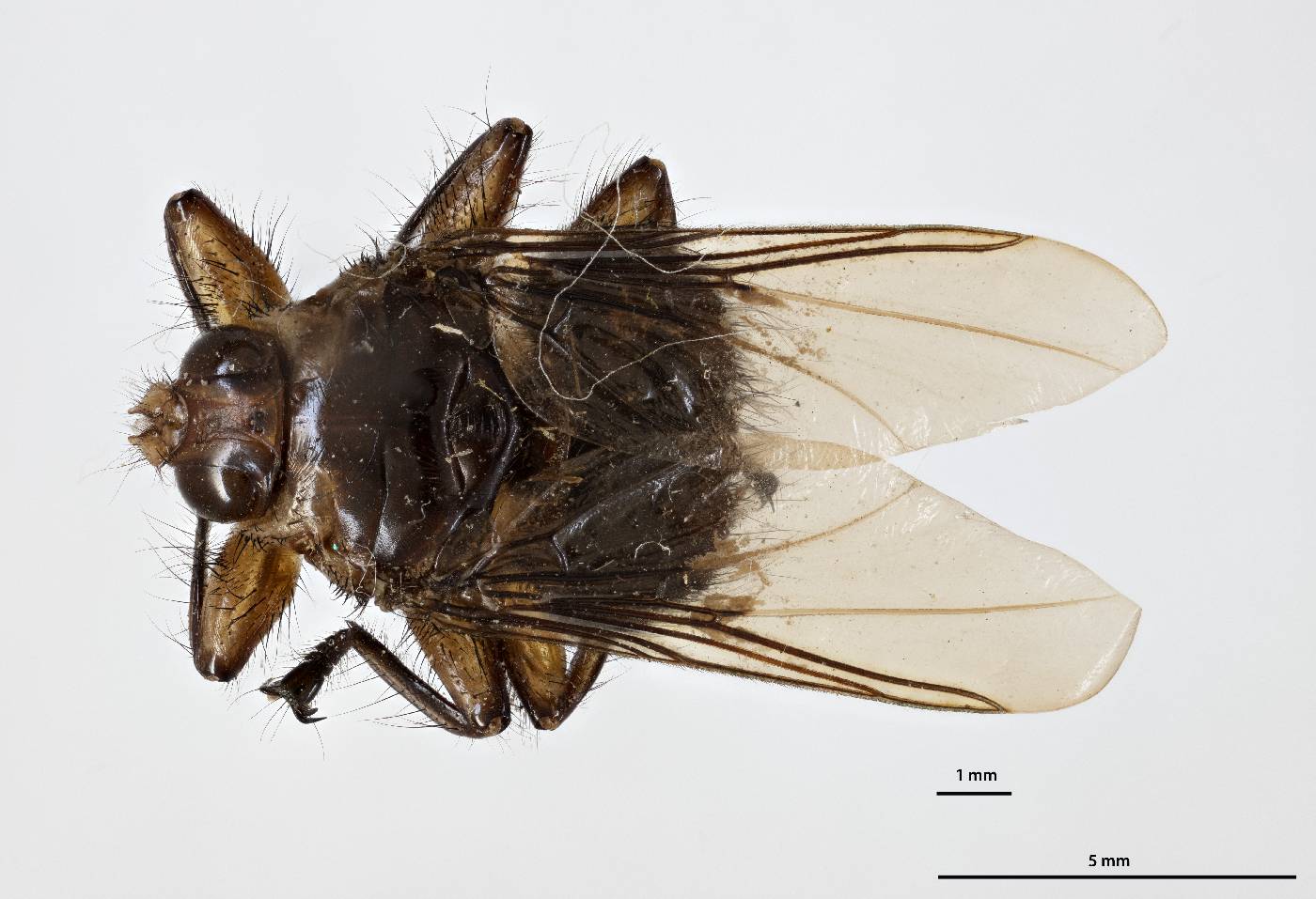 Ornithoctona erythrocephala image