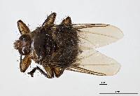 Ornithoctona erythrocephala image