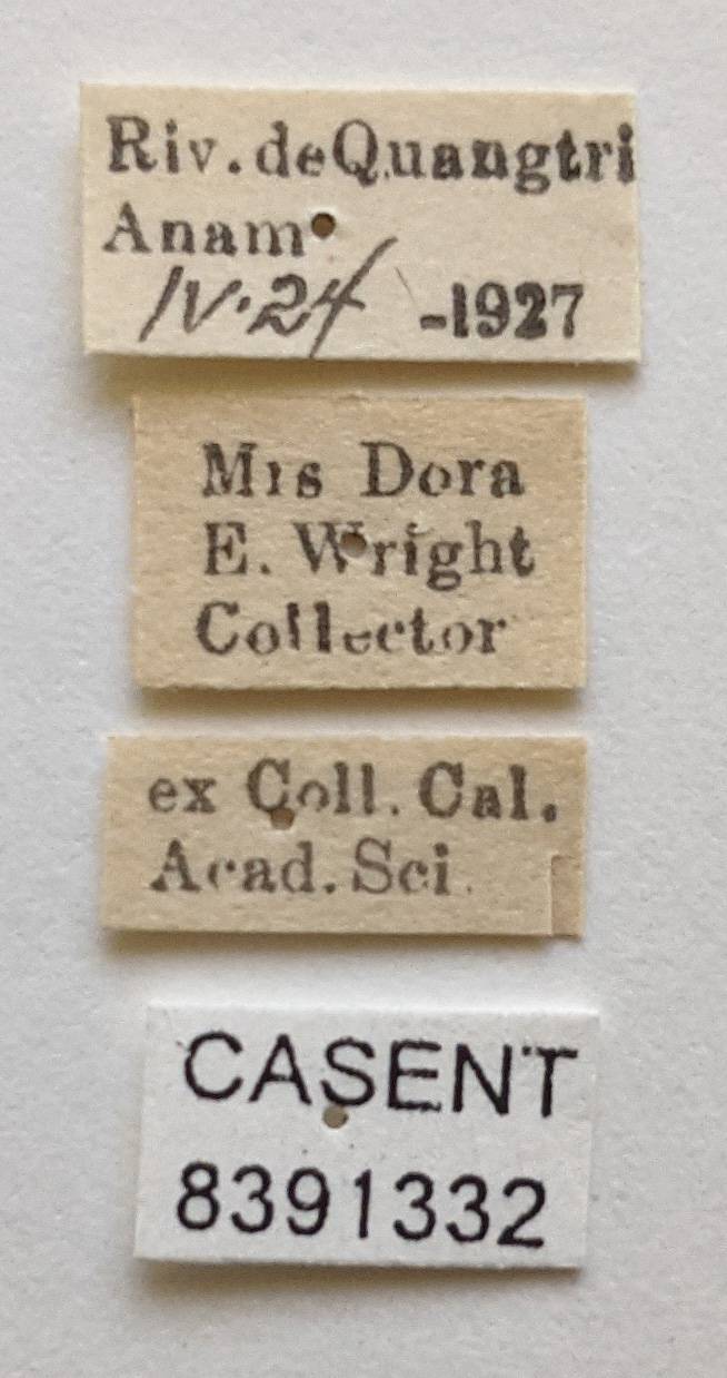 Ornithoctona erythrocephala image