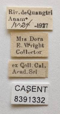 Ornithoctona erythrocephala image