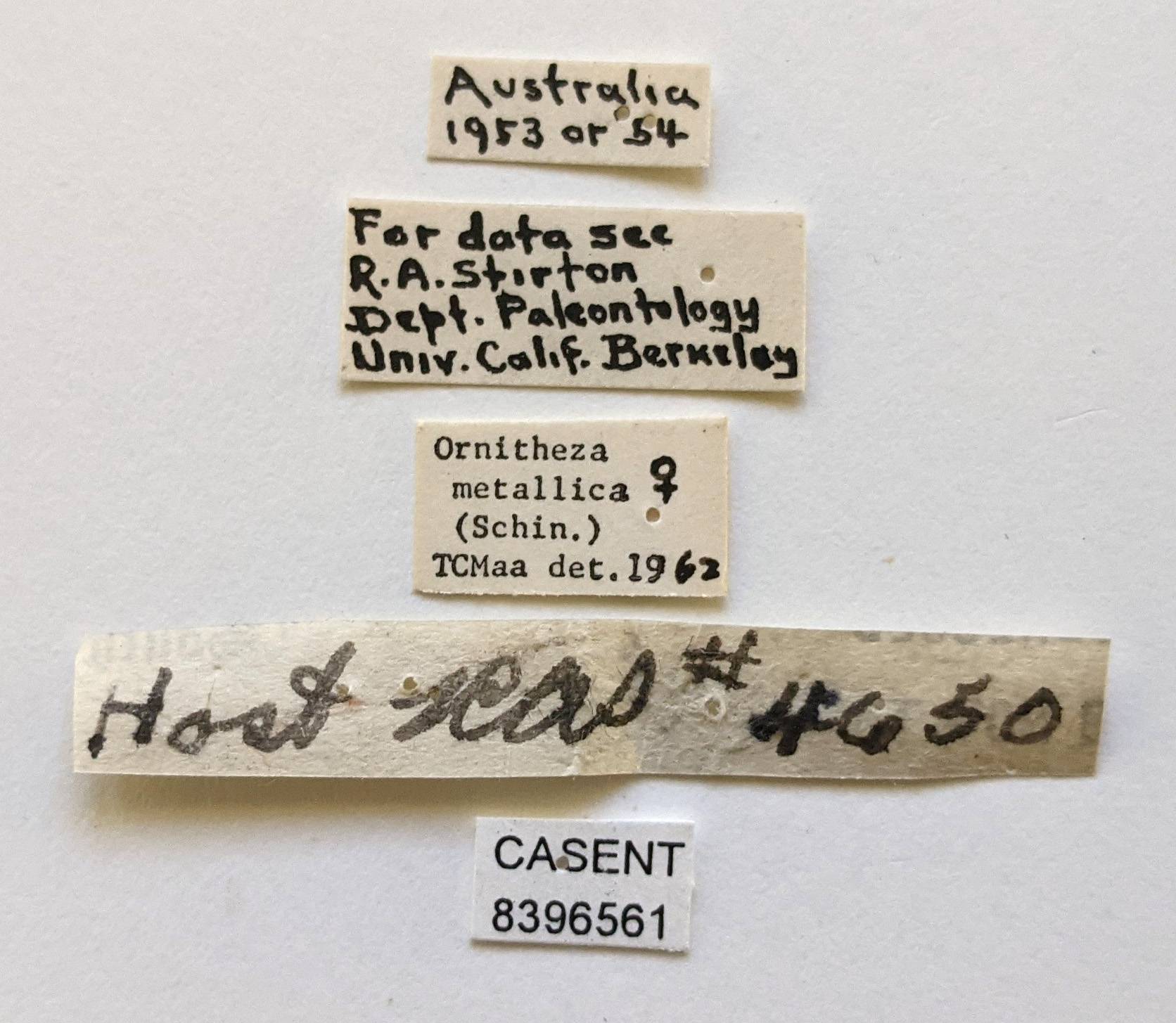 Ornithophila metallica image