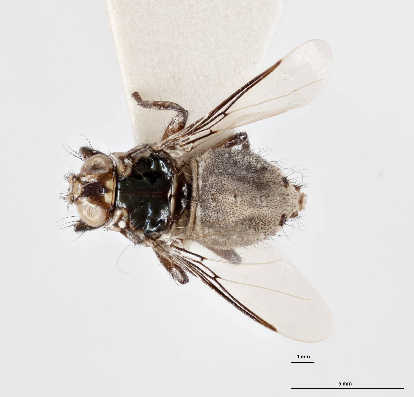 Ornithophila metallica image
