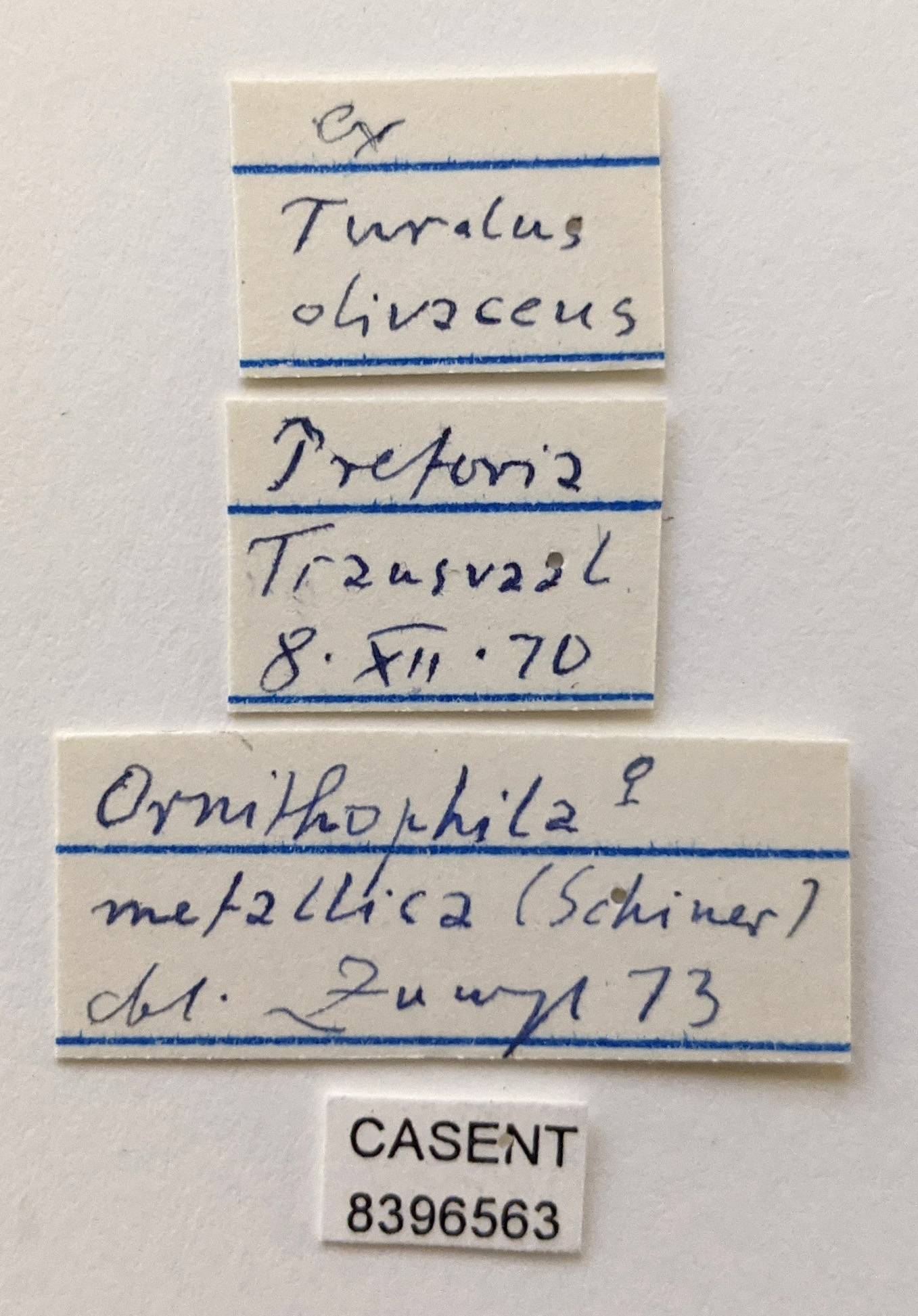 Ornithophila metallica image