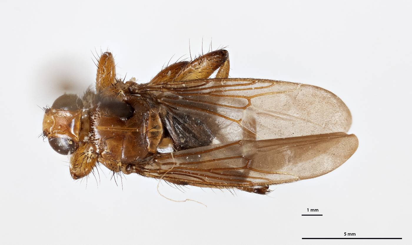 Ortholfersia mecleayi image