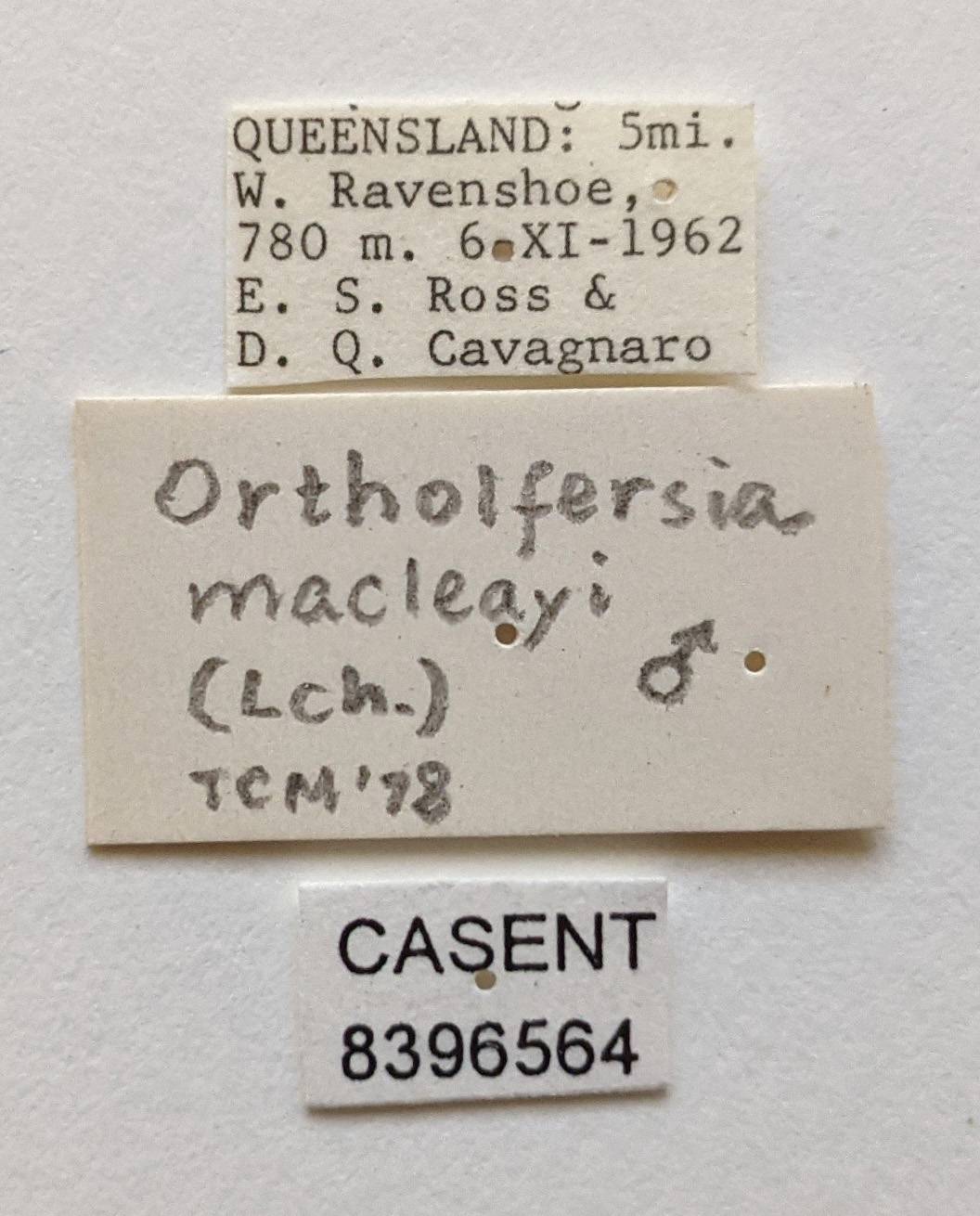 Ortholfersia mecleayi image