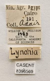 Pseudolynchia canariensis image