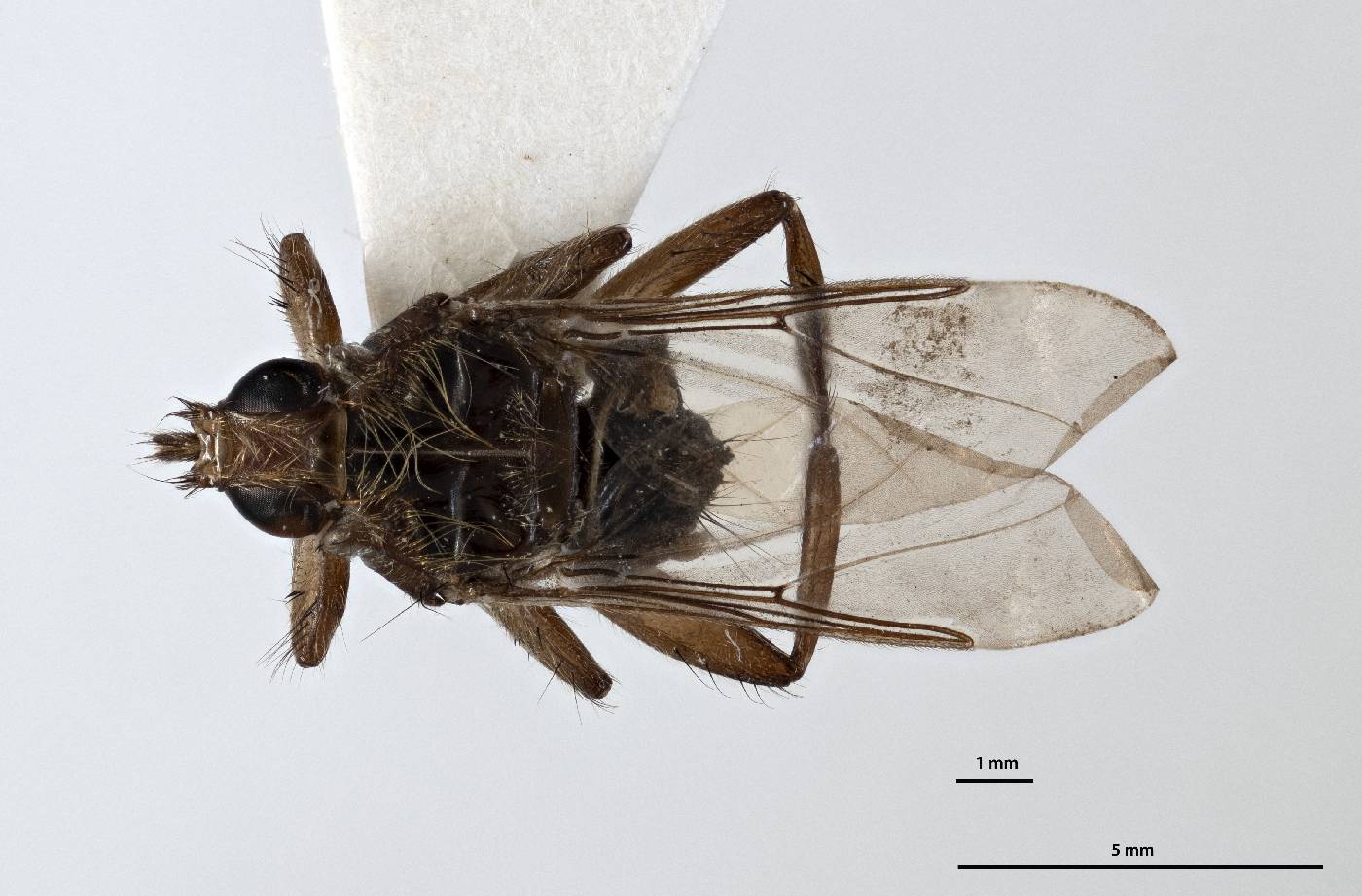 Pseudolynchia canariensis image