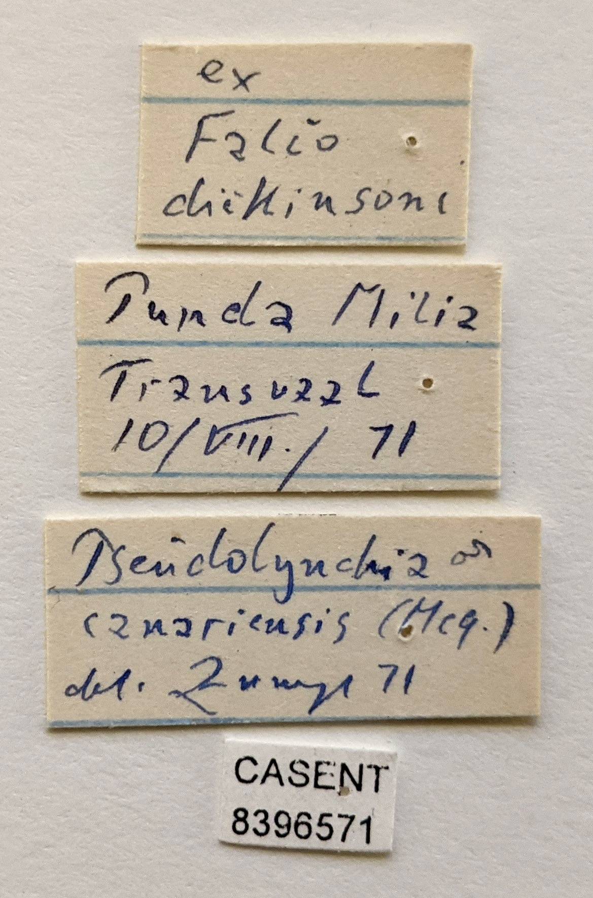 Pseudolynchia canariensis image