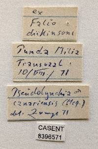 Pseudolynchia canariensis image