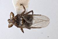 Pseudolynchia garzettae image