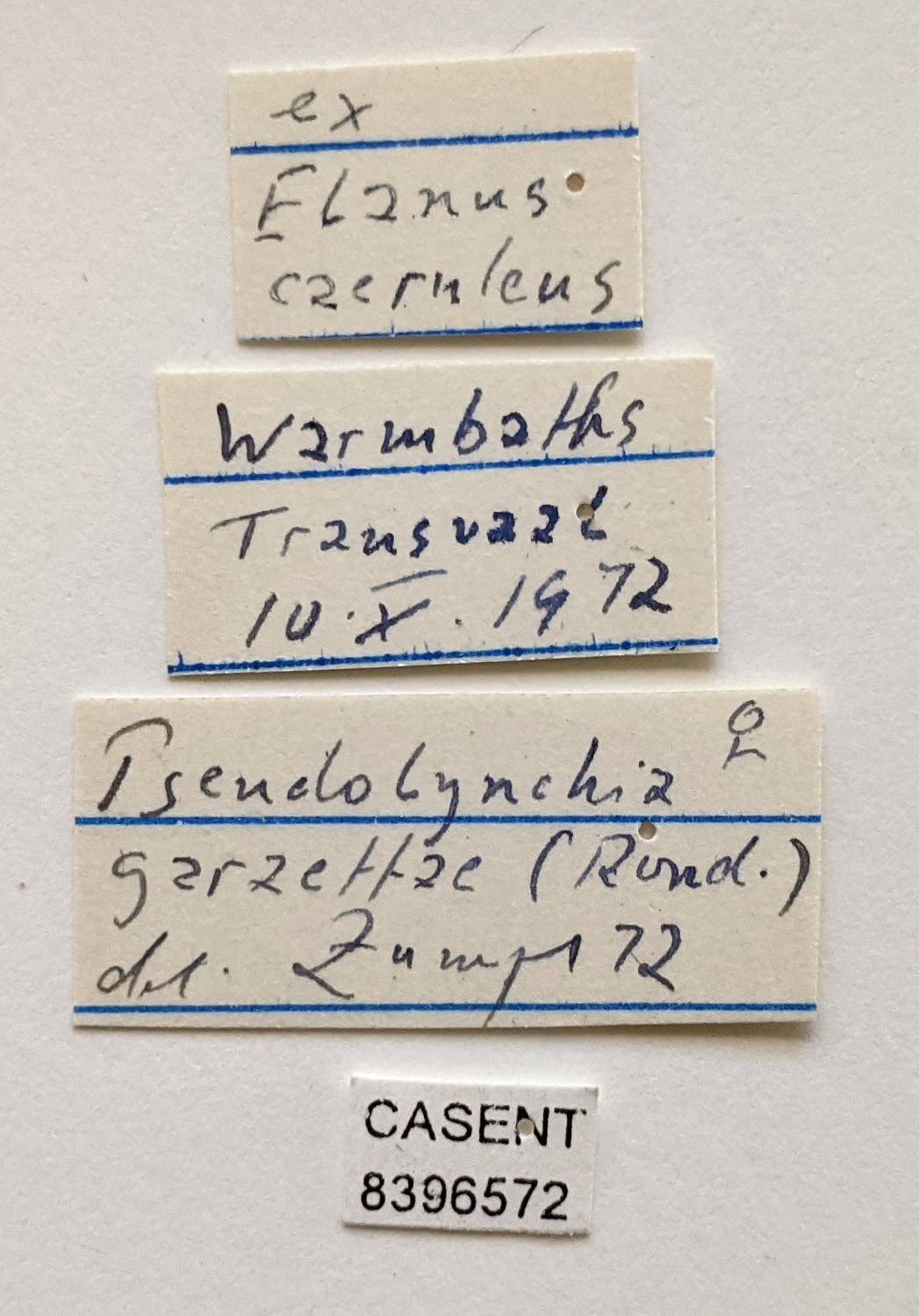 Pseudolynchia garzettae image
