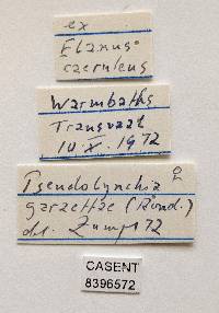 Pseudolynchia garzettae image