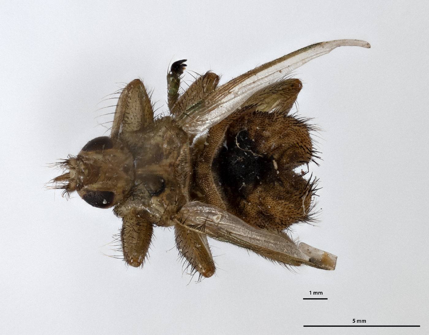 Stenepteryx hirundinis image