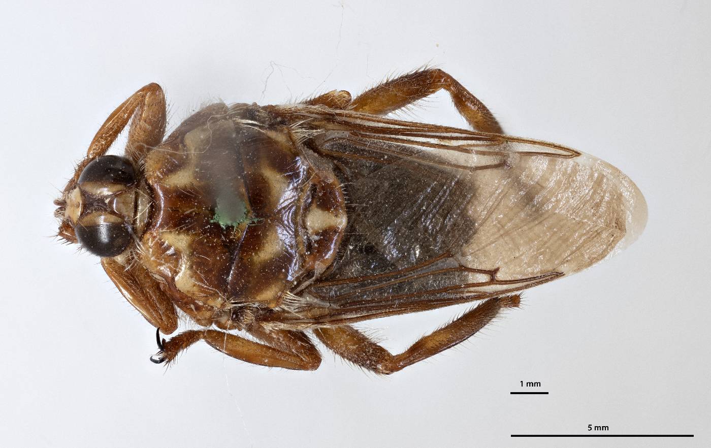 Hippobosca camelina image