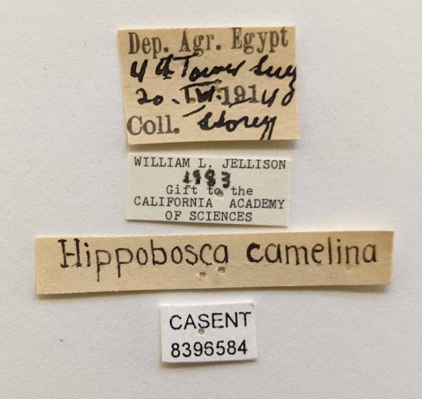 Hippobosca camelina image