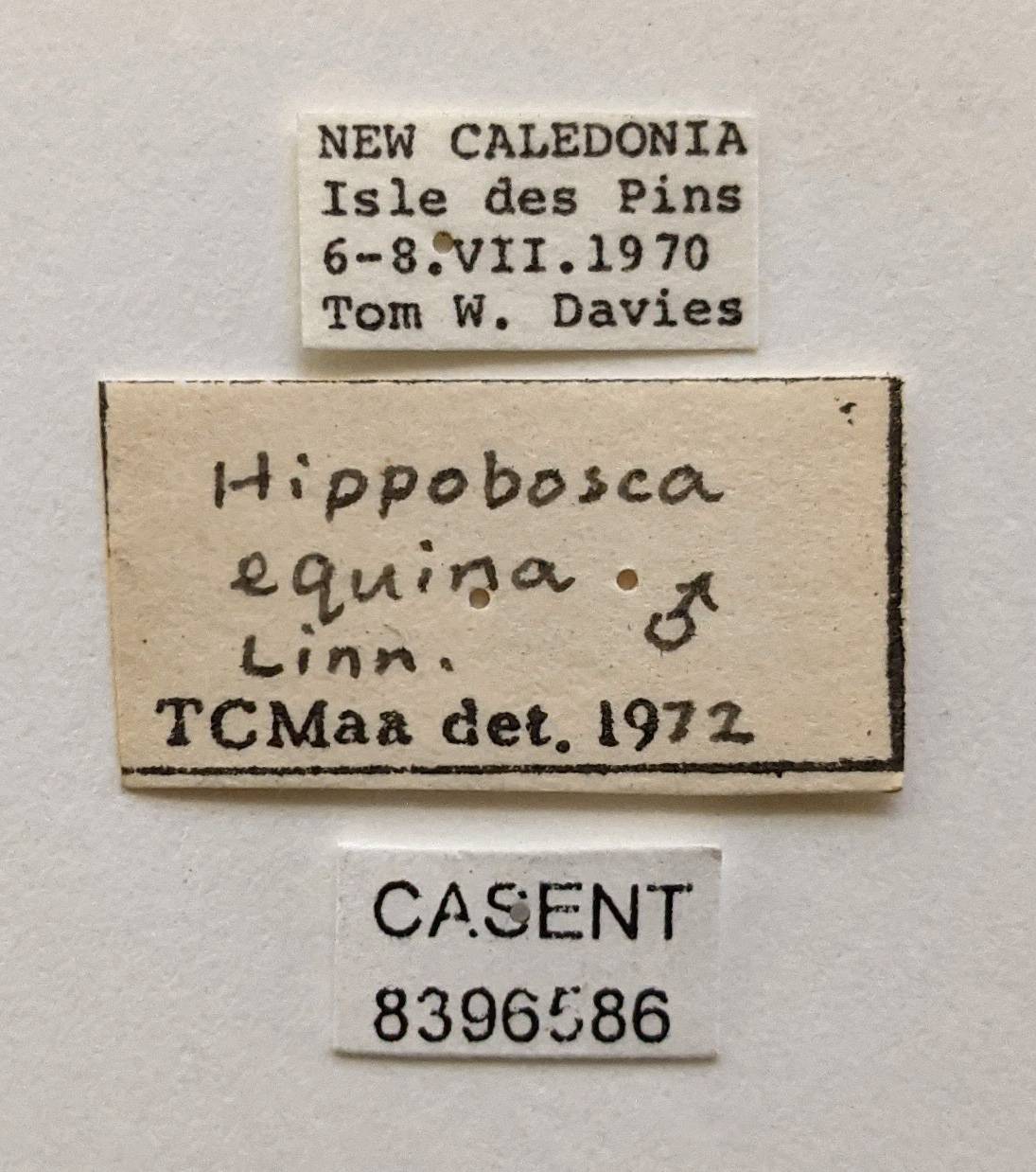 Hippobosca equina image