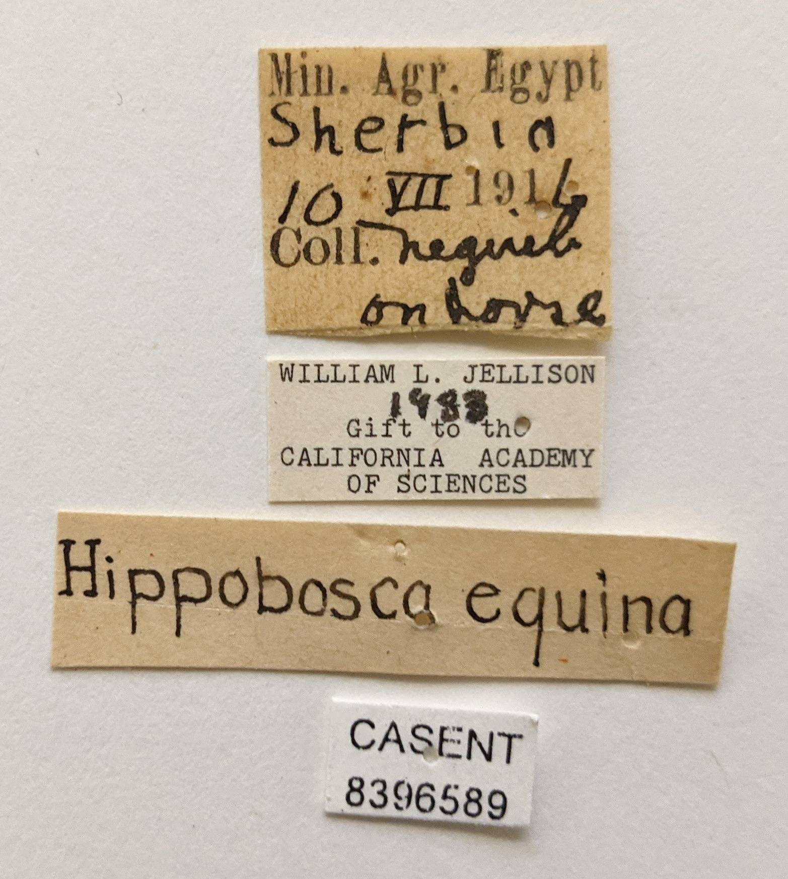 Hippobosca equina image