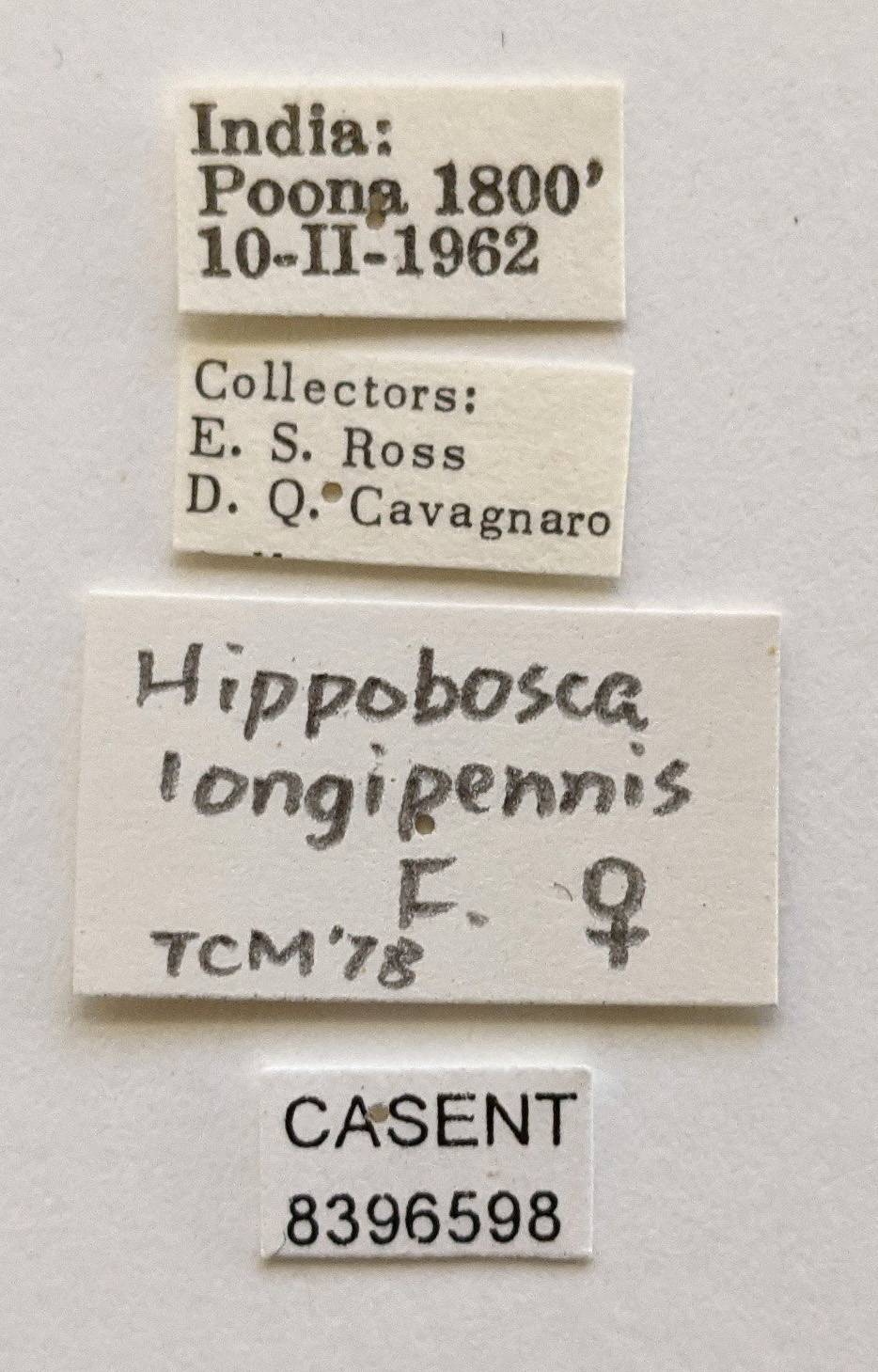 Hippobosca longipennis image