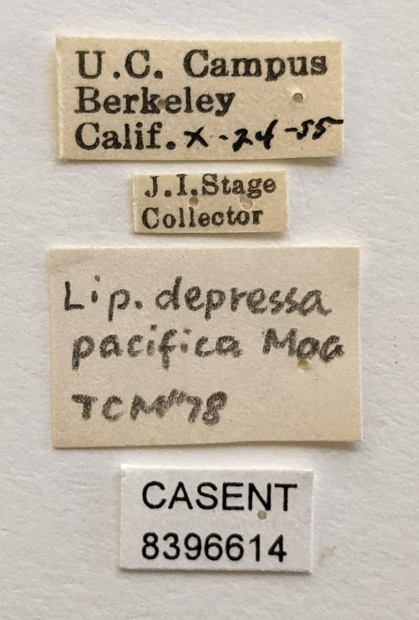 Lipoptena depressa image