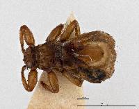 Lipoptena depressa image