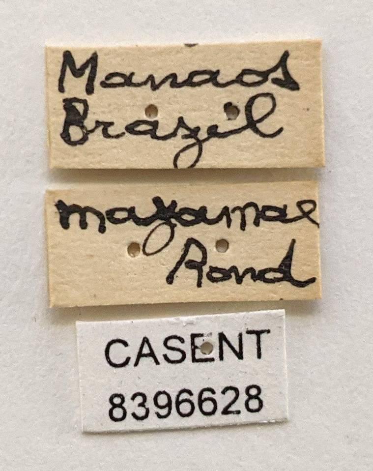 Lipoptena depressa pacifica image