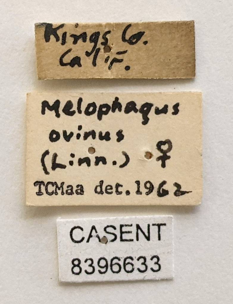 Melophagus ovinus image