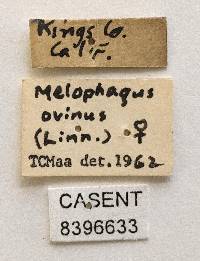 Melophagus ovinus image