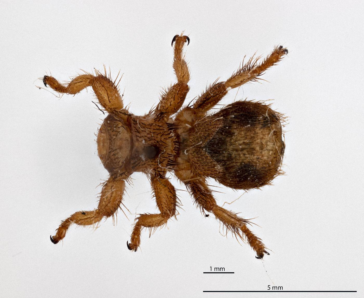 Melophagus ovinus image