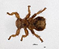 Melophagus ovinus image