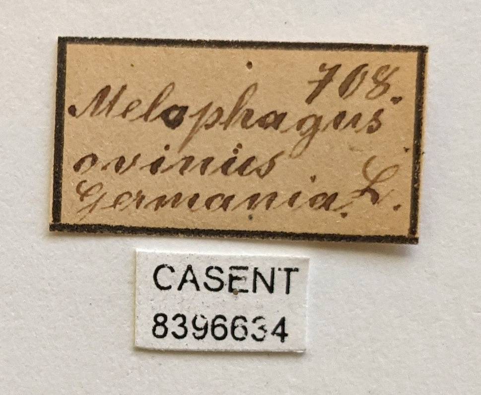 Melophagus ovinus image