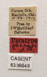 Neolipoptena ferrisi image