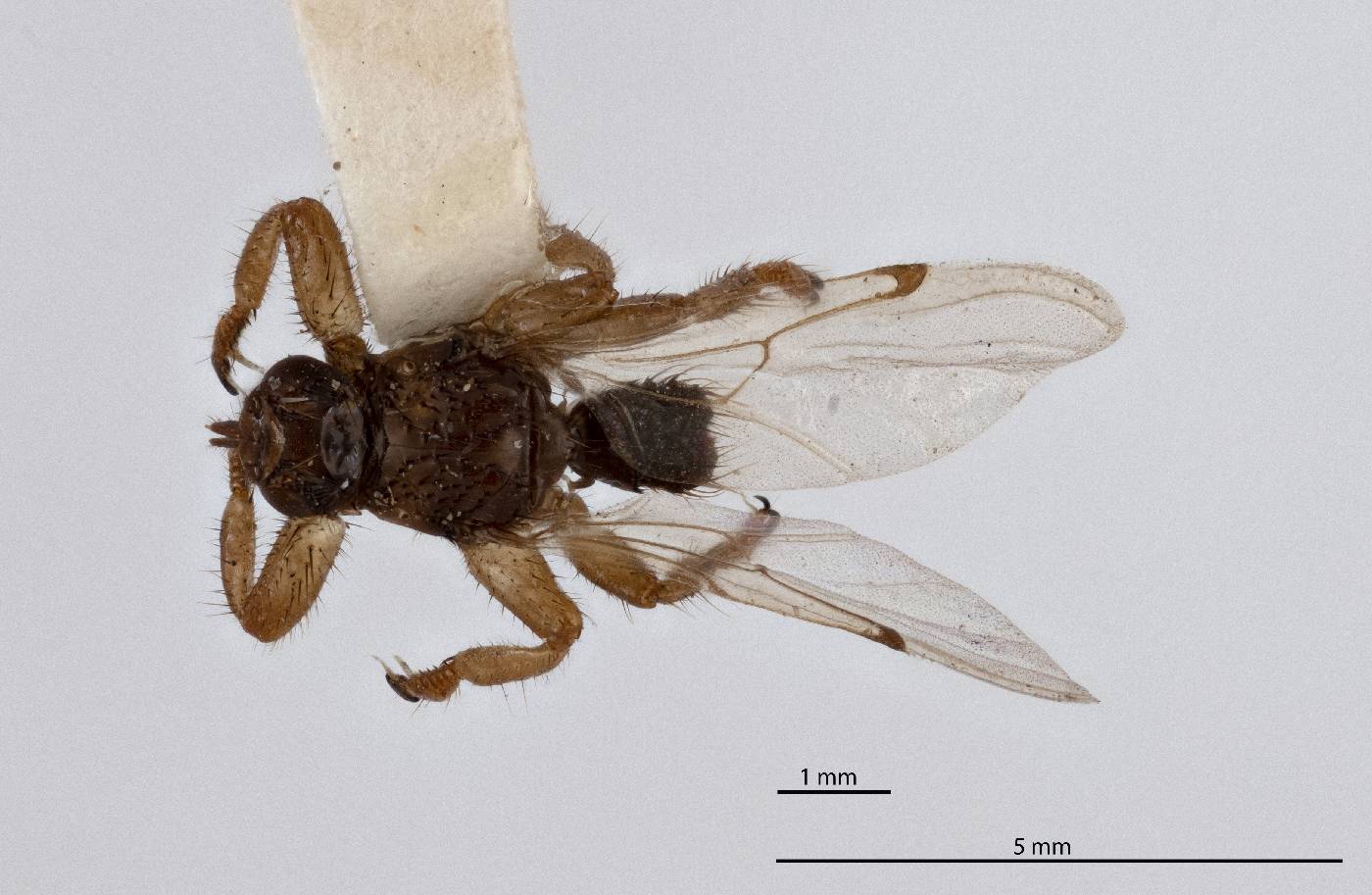 Neolipoptena ferrisi image