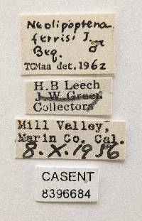 Neolipoptena ferrisi image