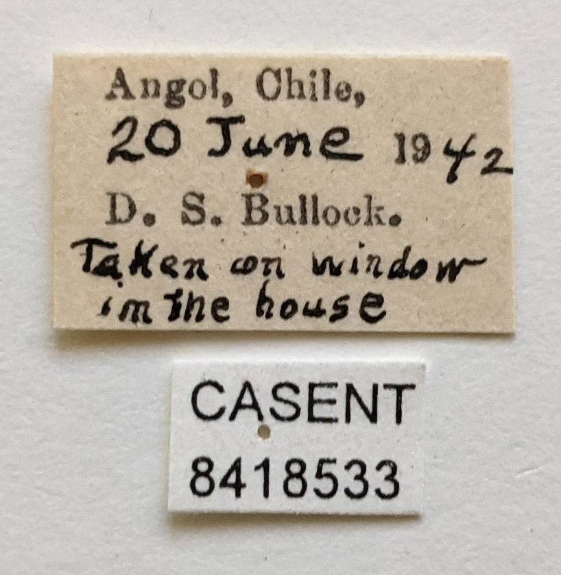 Ornithomya fringillina image