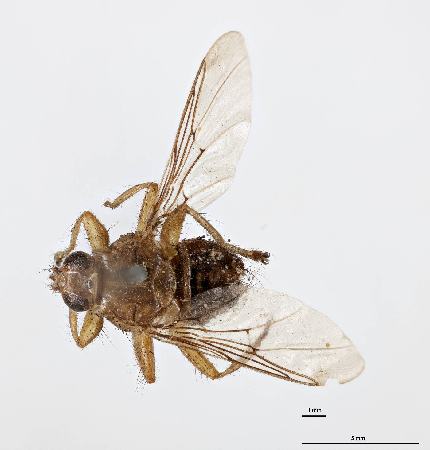 Ornithomya fringillina image